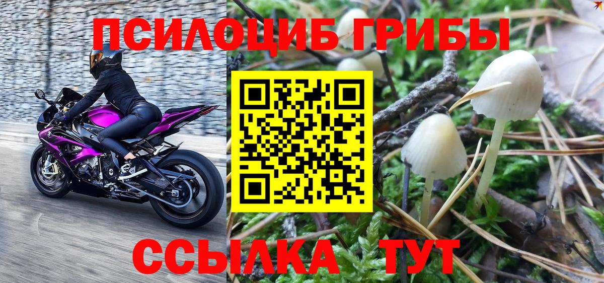 Псилоцибиновые грибы GOLDEN TEACHER  Галлюциногенные грибы Psilocybe  Острогожск  купить наркотик  Вход с VPN 